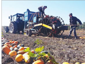 樺南唱響三農工作主旋律 譜寫美麗鄉村新篇章