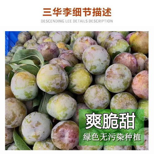 盛夏清甜 一口脆爽——正宗韶關翁源三華李正當季